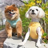 올치 강아지 산책용 허그 하네스