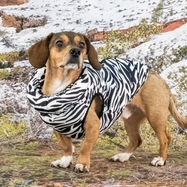 페오펫몰,#신상특가 퍼피아 와일드 푸퍼 경량 하네스 일체형 패딩 조끼 2종