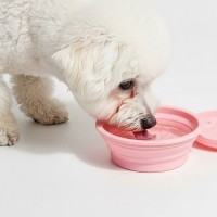 예보들 접이식 강아지 물병 물통