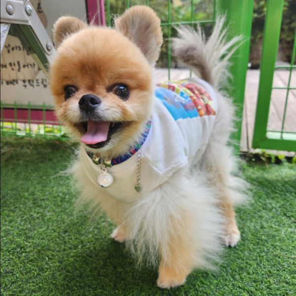 페오펫몰,예보들 고양이 방울 목걸이 반려묘목걸이 악세사리 목줄 반려동물산책