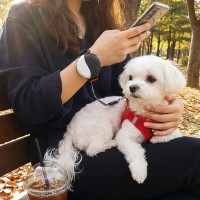 [예보들][설날특가]자유로운 손목형 웨어러블 강아지 자동 리드줄