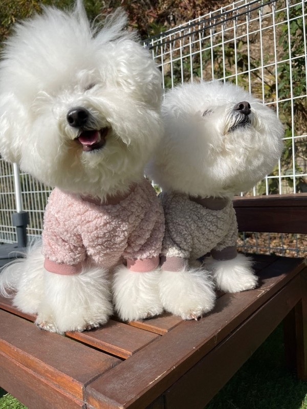 페오펫몰,[패션독]강아지옷,강아지패션,애견의류,애견패션,부클뽀그리티