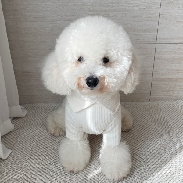 페오펫몰,그루밍독 후끈 하이넥 티셔츠 S-2XL, 3 colors
