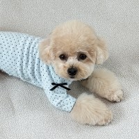 그루밍독 반려동물 땡땡이 스노우 티셔츠 S-2XL, 3 colors