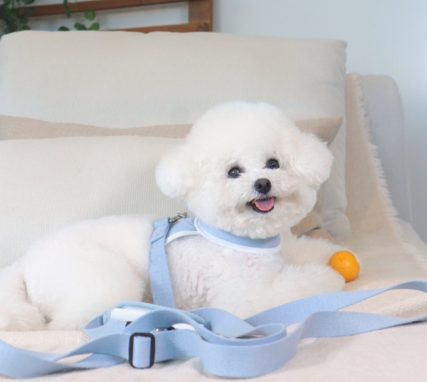페오펫몰,[댕린이특가]펫베오 5초 리쉬 강아지 순면 핸즈프리 리드줄 리쉬