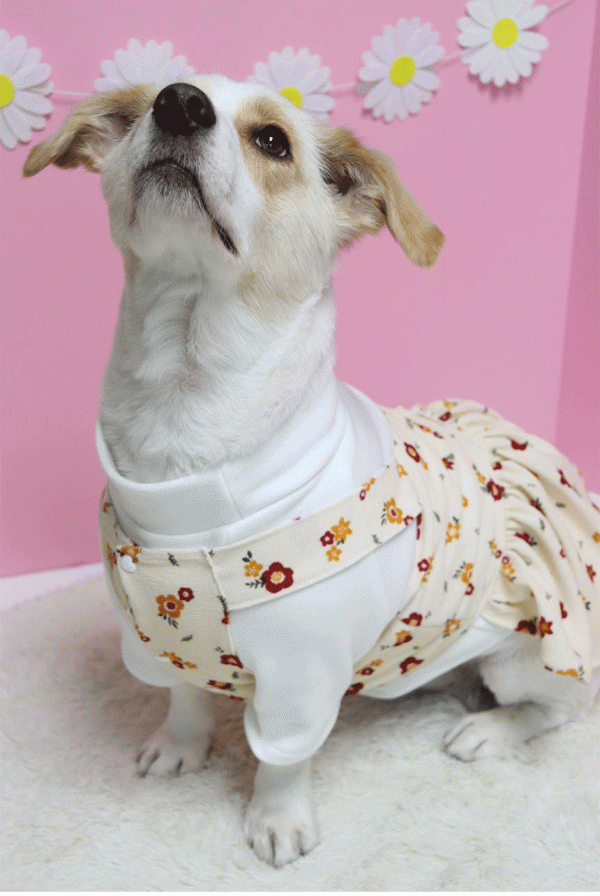 페오펫몰,댕꼬발랄원피스(+티셔츠세트) 핸드메이드강아지옷 강아지원피스 강아지티셔츠