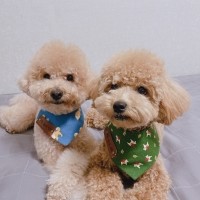강아지 케이프 인식표 목걸이 스카프