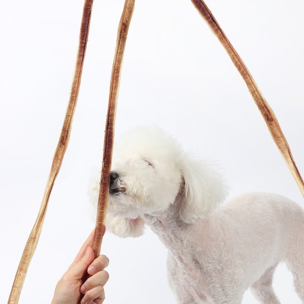 [오래오래프로젝트] 롱불리츄 #원물100% #5시간껌 #최대60cm