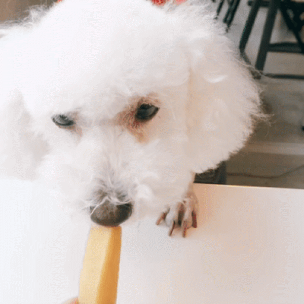 페오펫몰,[오래오래프로젝트] 히말라야 야크치즈 L