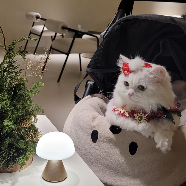 페오펫몰,[가득샵] 하얀 눈이 펑펑 화이트 크리스마스 케이프 • 강아지 고양이 케이프 뜨개 케이프 머플러 스카프 목걸이 악세사리