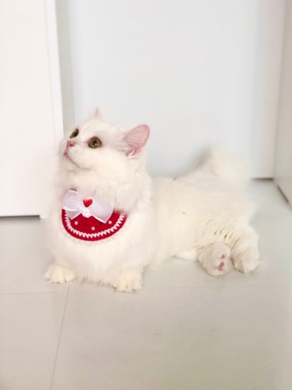 페오펫몰,[가득샵] 알록달록 하트 빕 • 강아지 고양이 케이프 뜨개 케이프 머플러 빕 스카프 목걸이 악세사리
