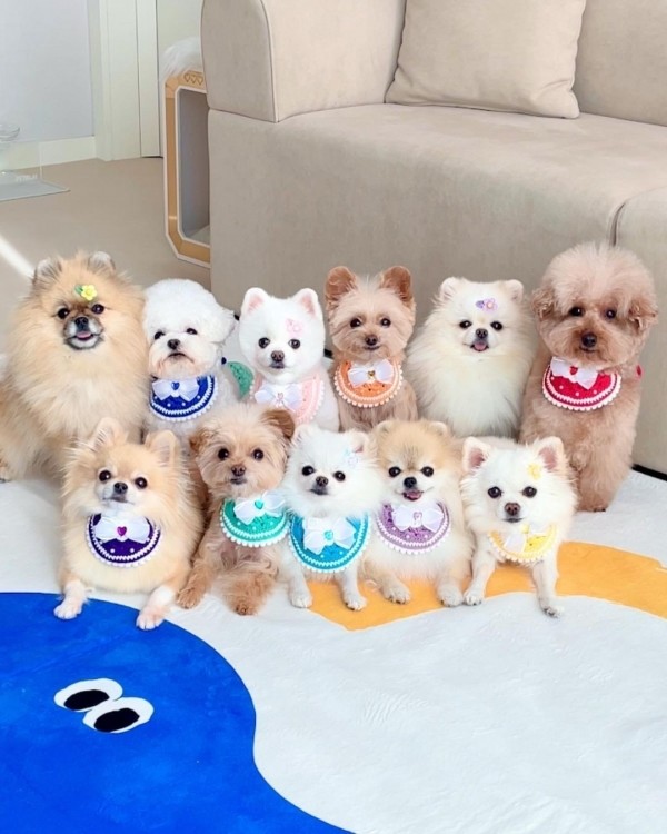 페오펫몰,[가득샵] 알록달록 하트 빕 • 강아지 고양이 케이프 뜨개 케이프 머플러 빕 스카프 목걸이 악세사리