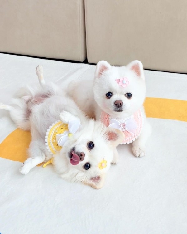 페오펫몰,[가득샵] 알록달록 하트 빕 • 강아지 고양이 케이프 뜨개 케이프 머플러 빕 스카프 목걸이 악세사리