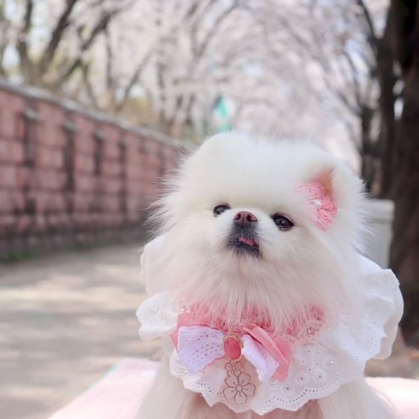 페오펫몰,[가득샵] 봄, 봄, 봄이왔나봄 벚꽃 엔딩 외 3종 케이프 • 강아지 고양이 케이프 뜨개 케이프 머플러 스카프 목걸이 악세사리