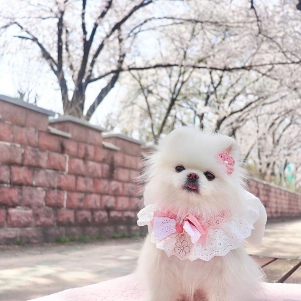 페오펫몰,[가득샵] 봄, 봄, 봄이왔나봄 벚꽃 엔딩 외 3종 케이프 • 강아지 고양이 케이프 뜨개 케이프 머플러 스카프 목걸이 악세사리