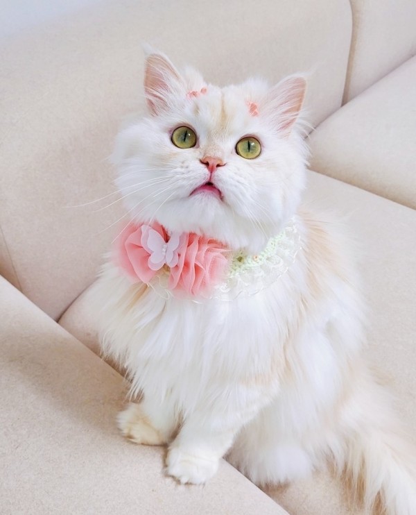 페오펫몰,[가득샵] 봄에 앉은 나비, 스프링 케이프 • 강아지 고양이 케이프 뜨개 케이프 머플러 스카프 목걸이 악세사리