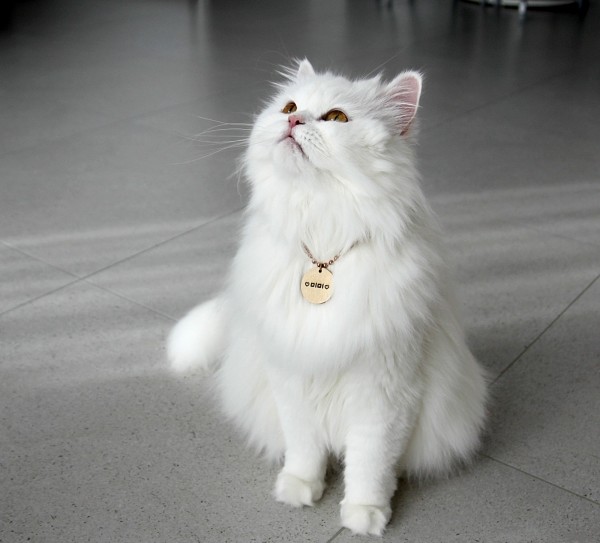 페오펫몰,포코 원목 반려동물 강아지 고양이 인식표 명찰 목걸이 이름표 써지컬 네임택 고리 하네스