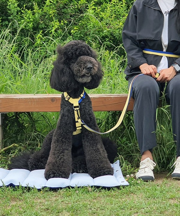 페오펫몰,[SPEL] 스펠 앞섬TY하네스 단품 YELLOW