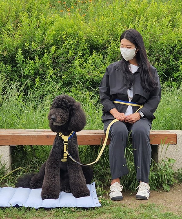 페오펫몰,[SPEL] 스펠 앞섬TY하네스 단품 YELLOW