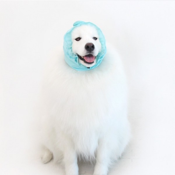 페오펫몰,[오드펫] 또또또 친구들 방수헤어밴드_해또