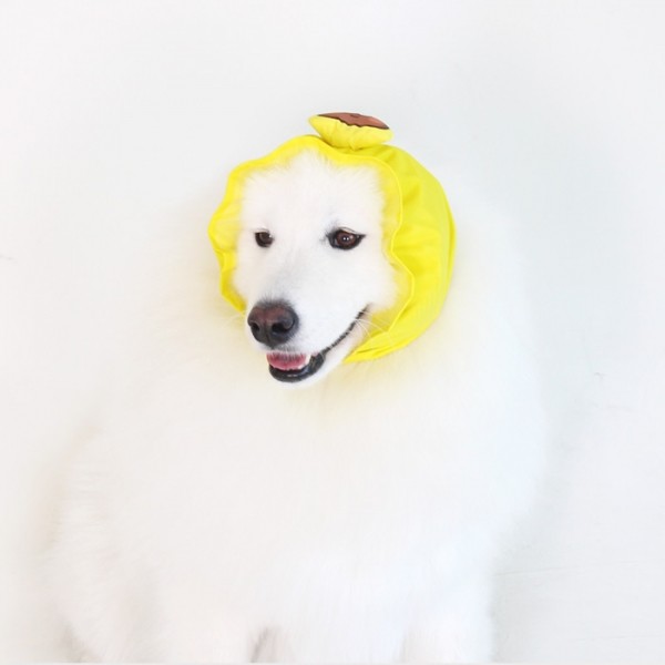 페오펫몰,[오드펫] 또또또 친구들 방수헤어밴드_따또