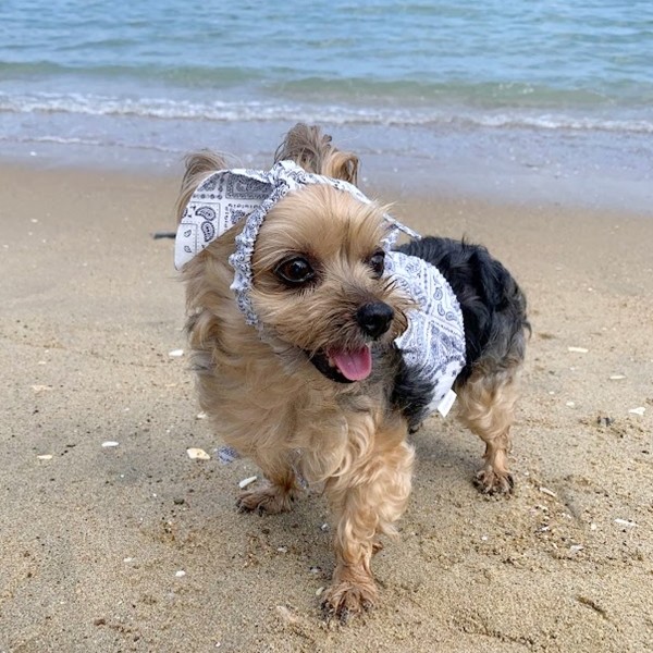 페오펫몰,디어아지 반다나 헤어 밴드