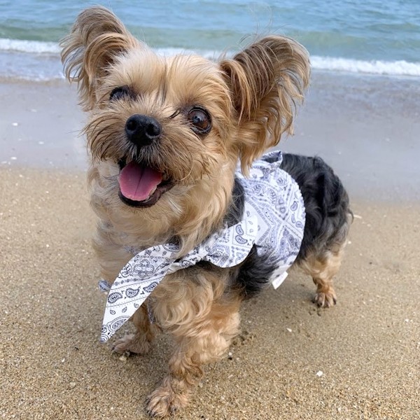 페오펫몰,디어아지 반다나 헤어 밴드