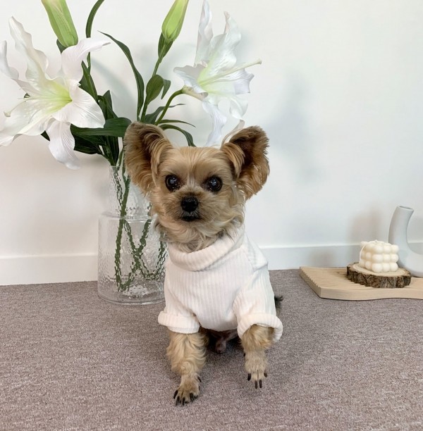 페오펫몰,디어아지 강아지 겨울 고급 목폴라 티셔츠