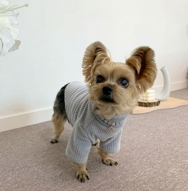 페오펫몰,디어아지 강아지 겨울 고급 목폴라 티셔츠