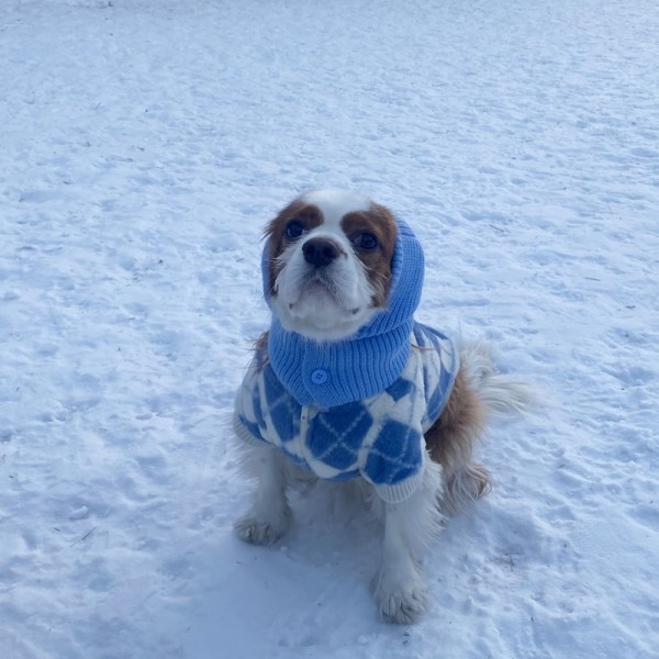 페오펫몰,해피댕댕 아가일퍼자켓 (2color) 강아지 겨울 자켓 S - 2XL
