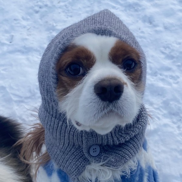 페오펫몰,해피댕댕 바라클라바니트 (5color) 강아지 겨울 니트 모자 S - L