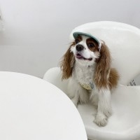 해피댕댕 퍼니커플모자 (3color) 강아지 레터링 모자 S - L