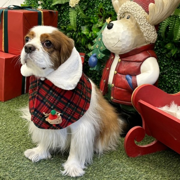 해피댕댕 크리스마스케이프 (2color) 강아지 성탄절 목도리 S - XL