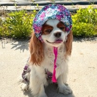 해피댕댕 할미모자 (3color) 강아지모자 레트로 밭일모자 S,L