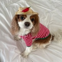 해피댕댕 오줌싸개키 / 강아지 전통놀이 명절 악세사리모자