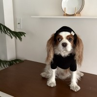 [해피댕댕] 힙쟁이비니 / 강아지 겨울 무지모자 S-L