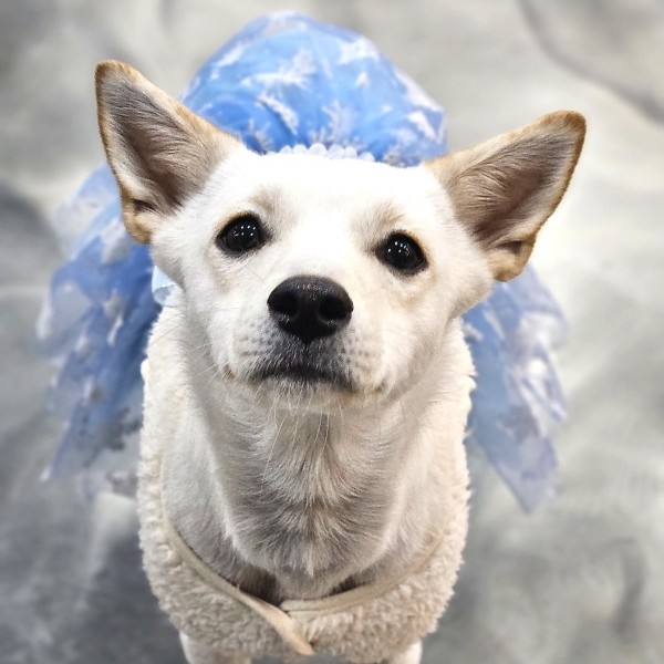 페오펫몰,눈꽃 후리스 강아지겨울드레스,강아지원피스 강아지옷