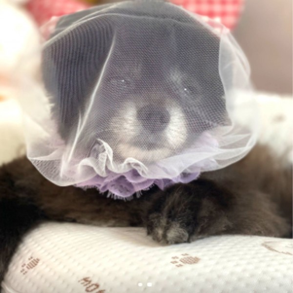 페오펫몰,[꽃길특가]헤드매쉬 핑크레이스,강아지산책 얼굴보호 망사커버, 강아지페이스커버