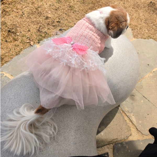 페오펫몰,[플로피이얼스][꽃길특가]살구리본 강아지드레스,강아지생일파티원피스