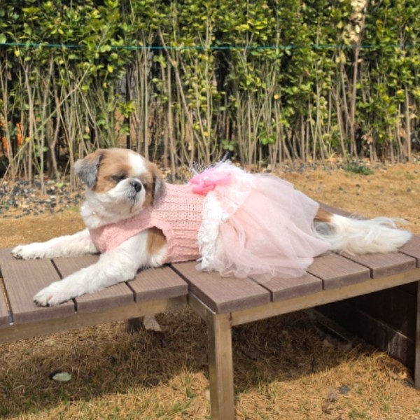 페오펫몰,[플로피이얼스][꽃길특가]살구리본 강아지드레스,강아지생일파티원피스