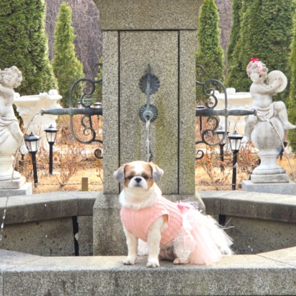 페오펫몰,[플로피이얼스][꽃길특가]살구리본 강아지드레스,강아지생일파티원피스
