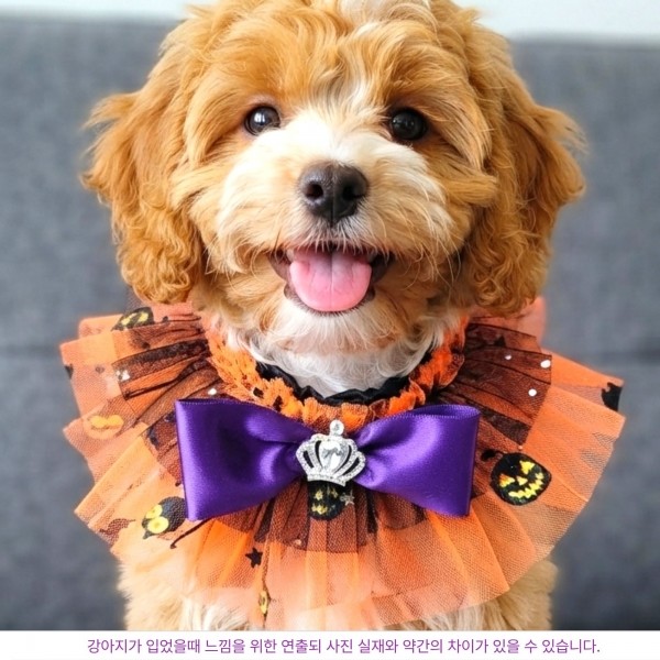 페오펫몰,할로윈 오렌지 강아지 케이프, 강아지망토, 코스튬