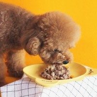 맛밀 강아지 화식 100g 30개 12종 한가지맛 세트 수제 자연식