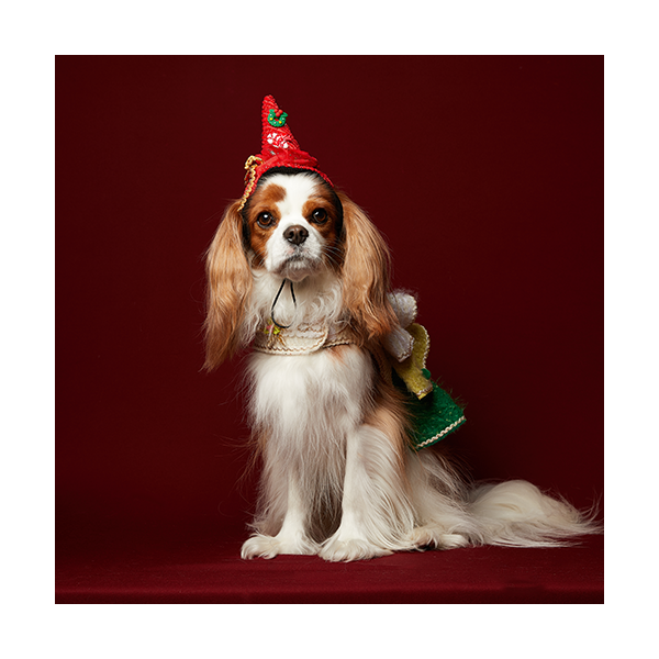 페오펫몰,New X-mas Tree Harness 크리스마스 트리하네스