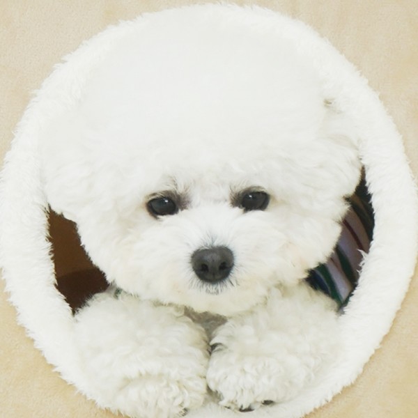 페오펫몰,개과천선 시에리 강아지 극세사 삼각 하우스