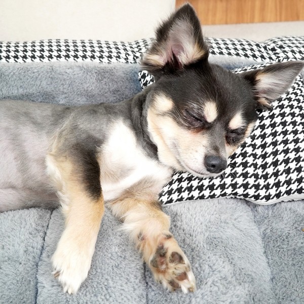 페오펫몰,개과천선 브니프 강아지 침대 방석