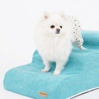 개과천선 페인터 강아지 펫스텝