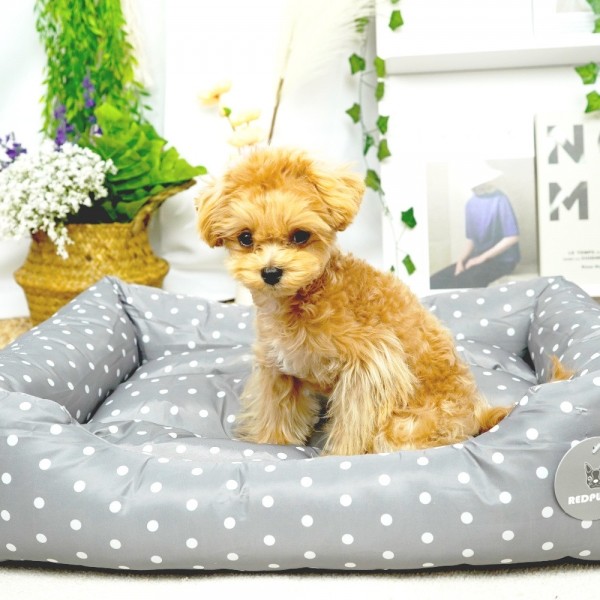 페오펫몰,개과천선 헤븐 강아지 방석