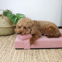 개과천선 독뱃 강아지 침대 방석