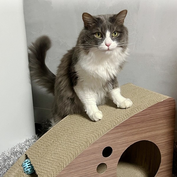 페오펫몰,개과천선 키츠 고양이 원목 스크래쳐 수직형 브라운